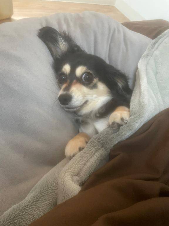 しぐれ　牝の本能が疼く☆最高美女の淫乱フェラ潮吹き祭り