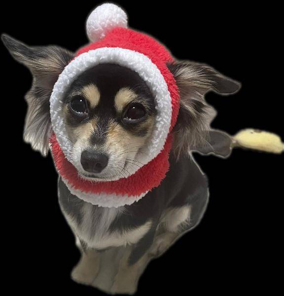 しぐれ　牝の本能が疼く☆最高美女の淫乱フェラ潮吹き祭り