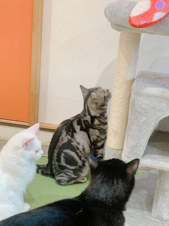 ありがとう?