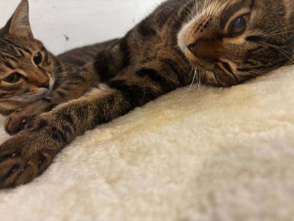 [お題]from:流しソーメンセットさん