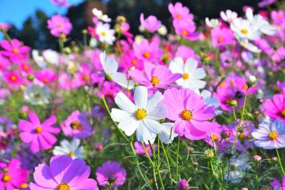 お礼?