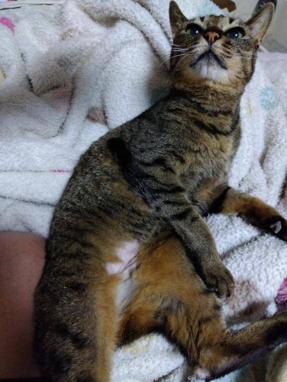愛猫