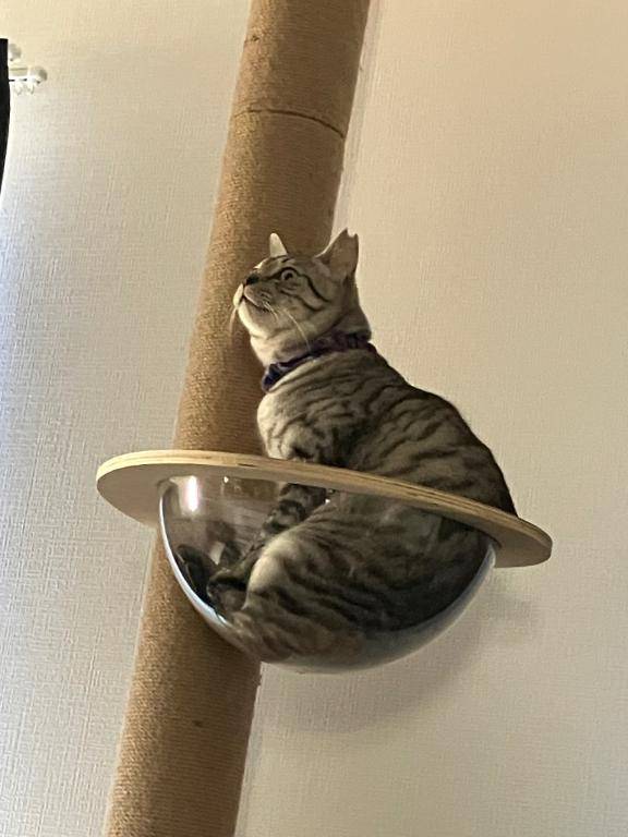 よっしゃしゃっ