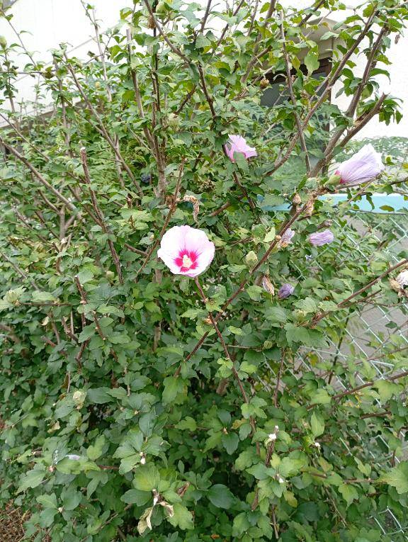 おはようございます?