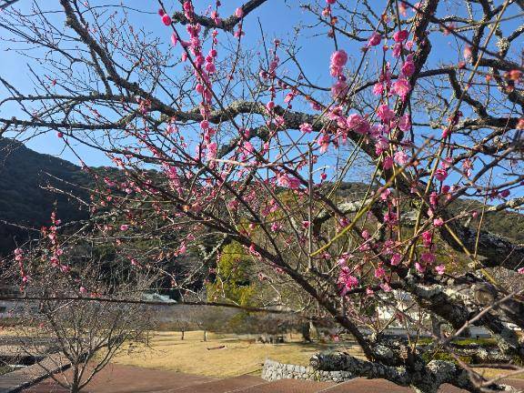 3/3のお礼&本日16時からいます★