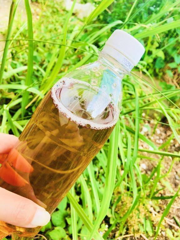 蜂に対しての備えは抜かりなく。