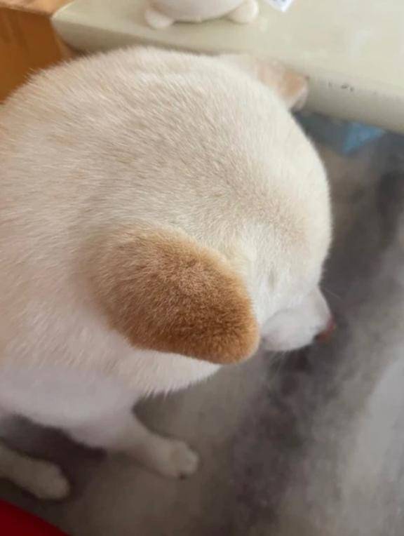 VIPすの　リピ様
