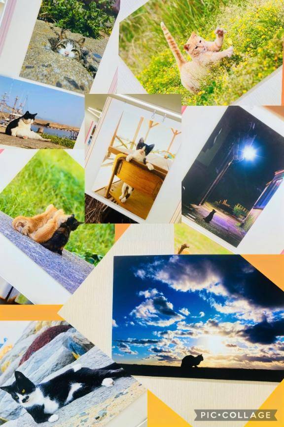 「ねこが好き」写真展に行ってきた。