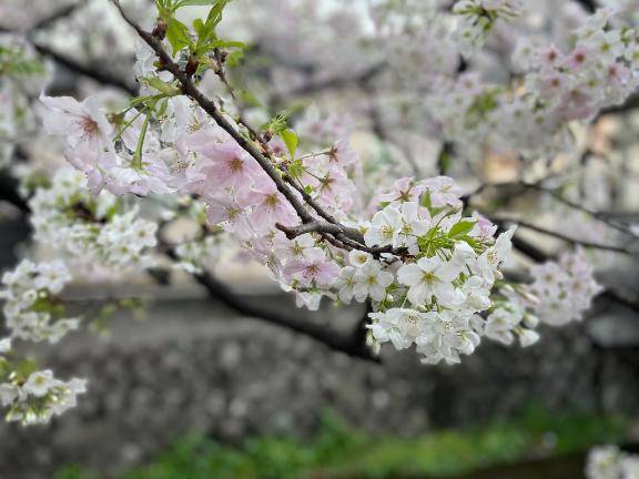 [お題]from:何がはやりなん？さん