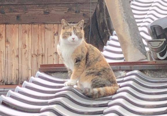 ゆみか