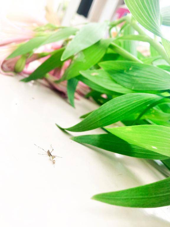 カマキリの赤ちゃん。