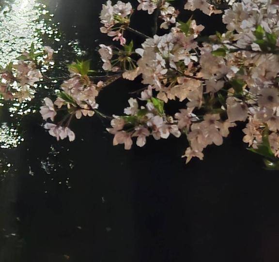 真琴