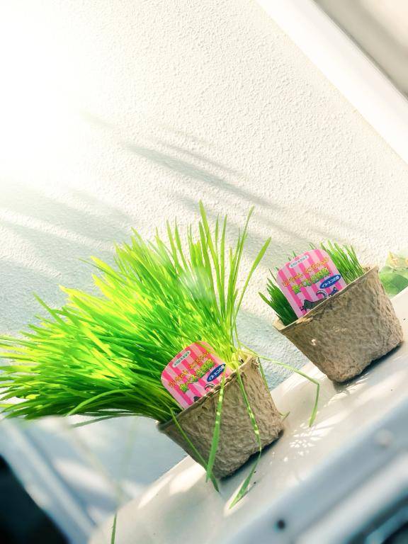 猫草買ってきた。