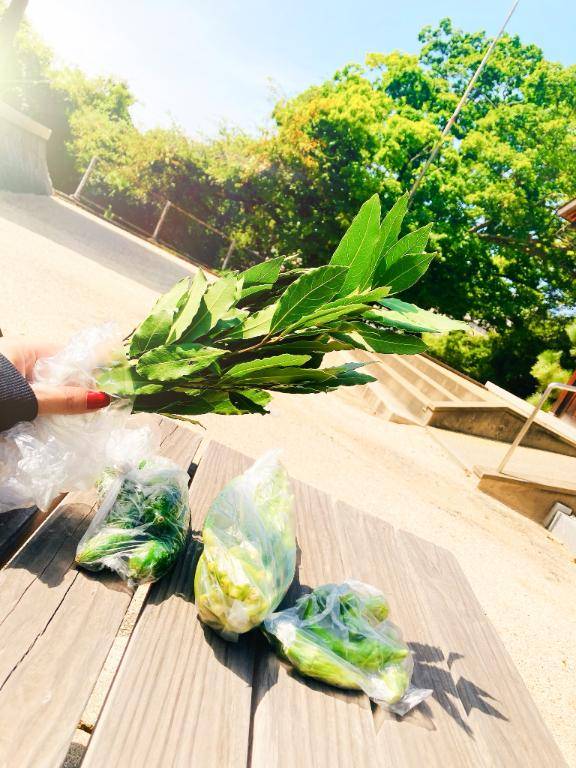 今日の戦利品（野菜）