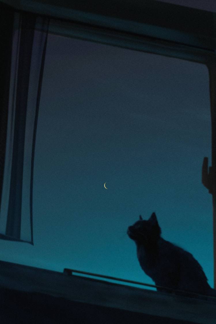 【真夏の夜の夢】