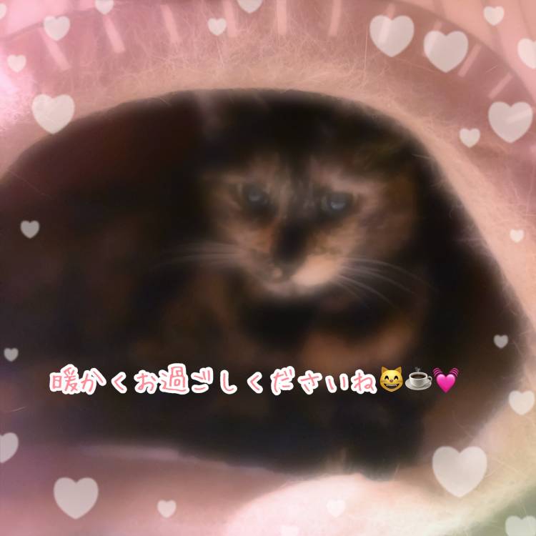 9月最後の夜、猫ちゃんもぬくぬくベッド