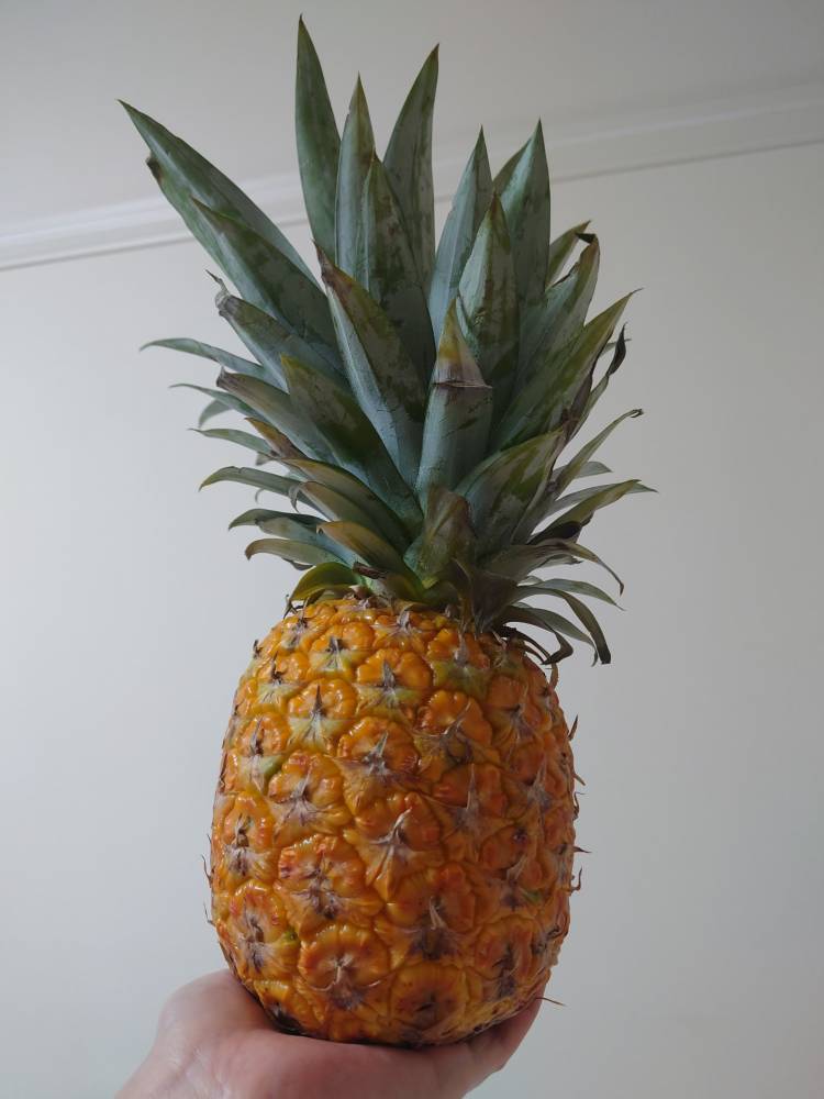 今期?最良パイナップル?