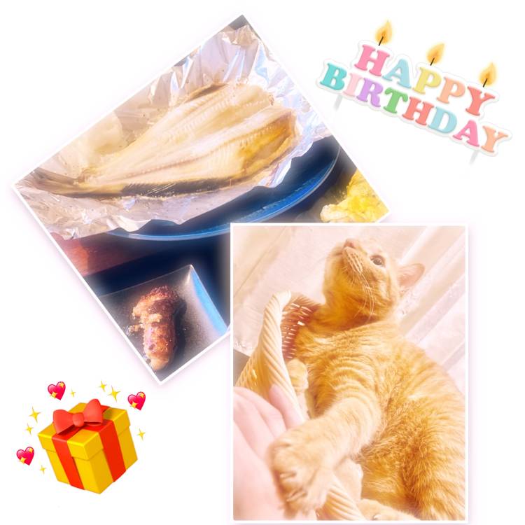 11月11日　あたたかな夜に、小さな祝いを☆