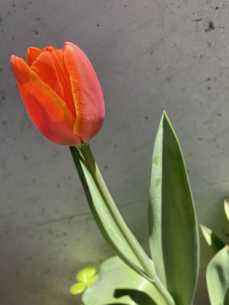 小さな春と、やさしい時間☆彡