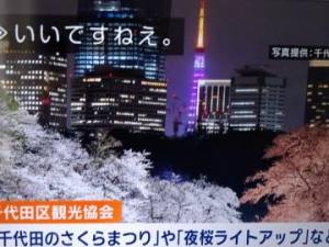 東京の夜桜…