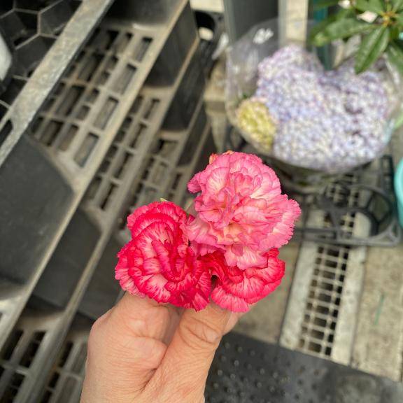 こんにちは(о´∀`о)