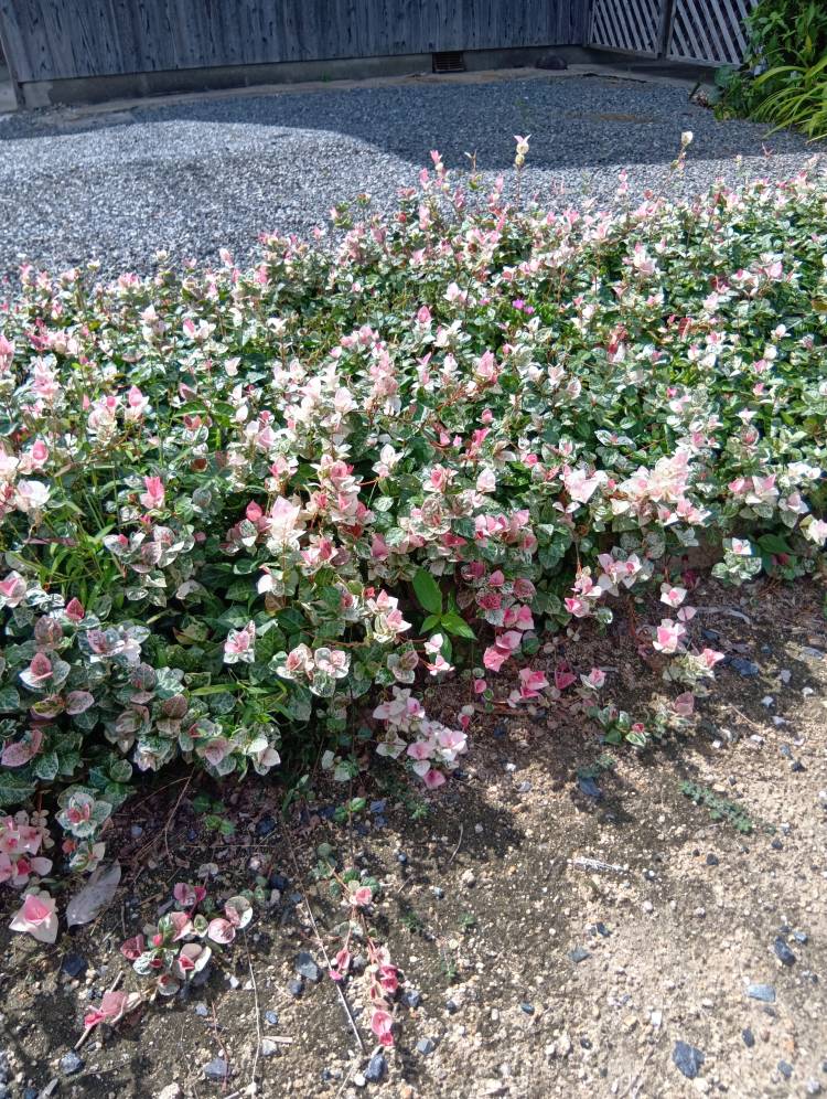おはようございます