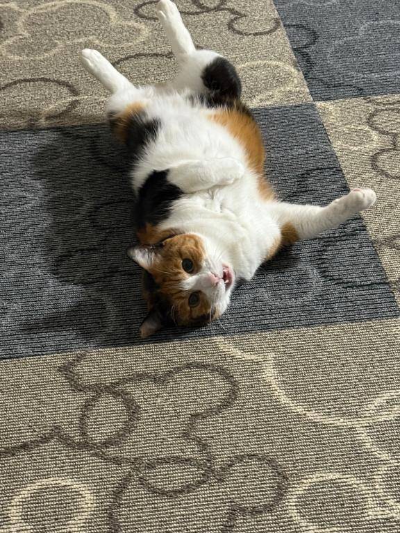 11/7(金)さ、寒っ_(┐「ε:)_。。。