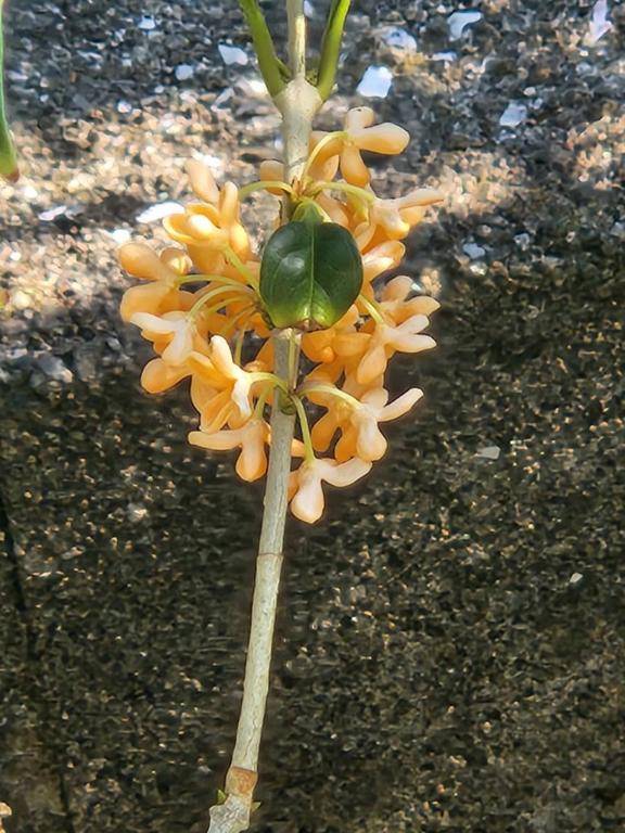 おはようございます