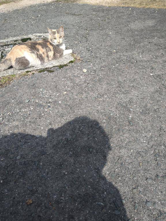 さっきも散歩…