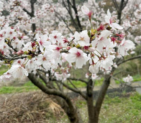 くみ💕体験（White CLUB ホワイトクラブ）