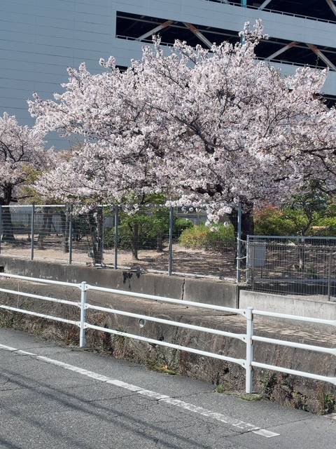 おはようございます(*^^*)