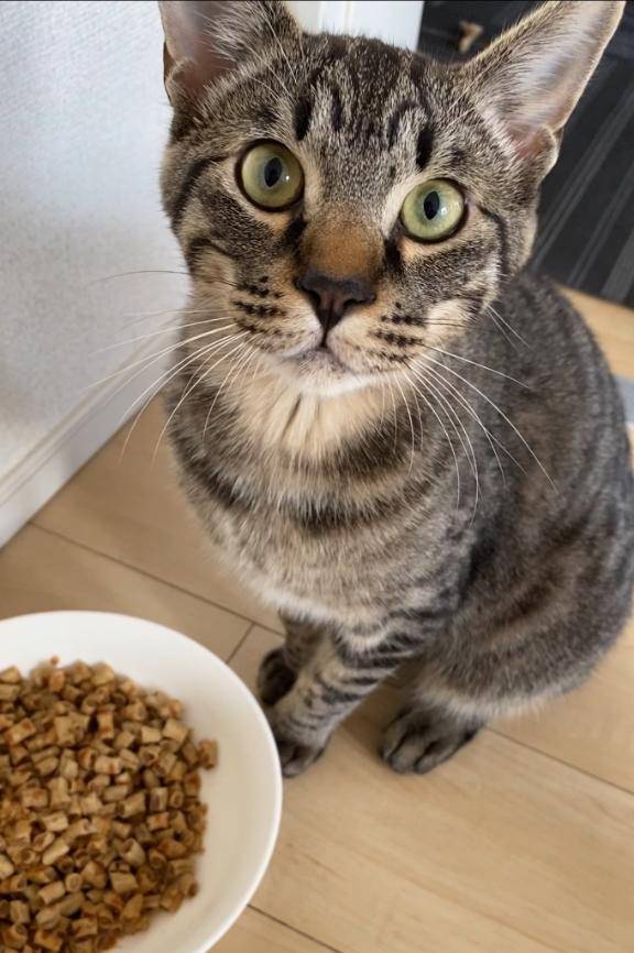 ドッグフードを食らう猫w