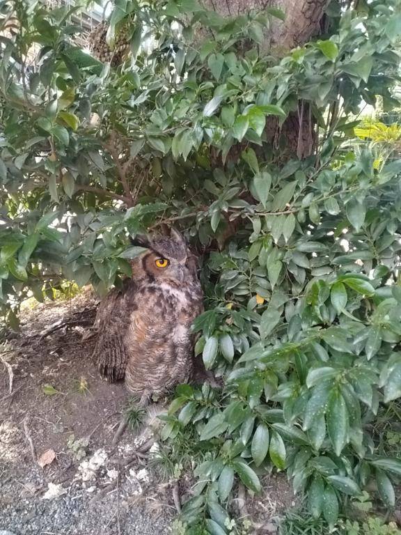 ゆいか☆NH風俗デビュー（YDHやまぐちデリバリーヘルス（山口、新山口、防府、宇部））