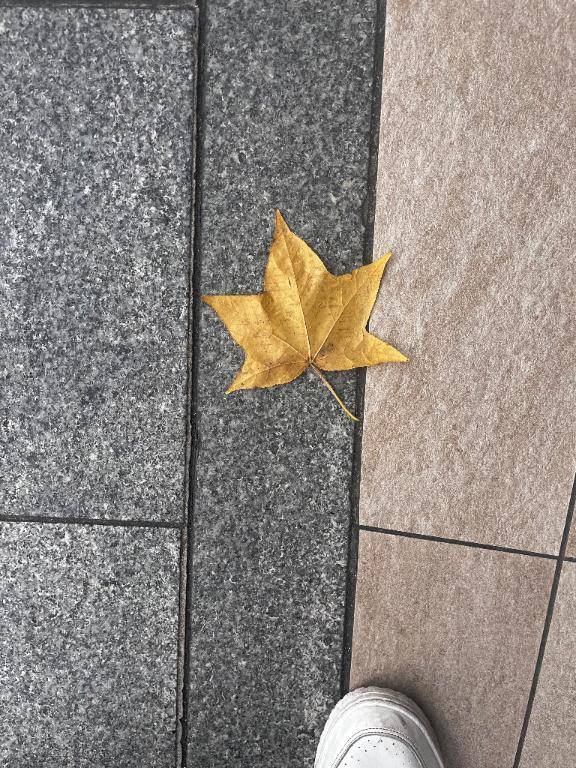 おっきな、紅葉?見つけた