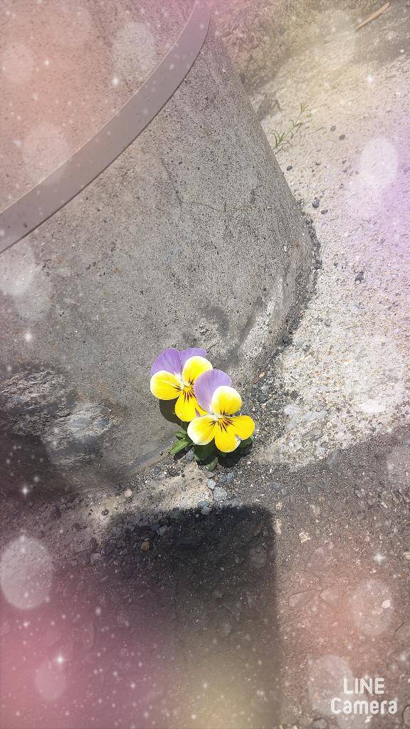 綺麗だねぇ～