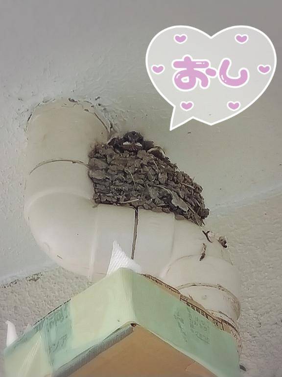 最近の癒し?