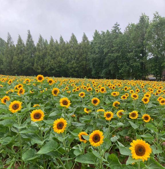 ありがとう