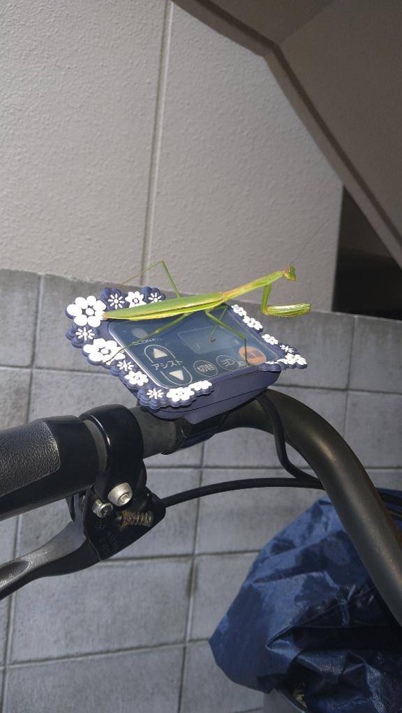 今朝のお友達
