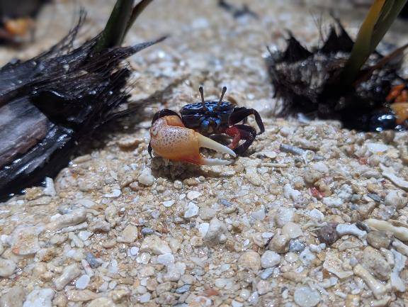 ??|´-`)ﾁﾗｯ|´-`)ﾁﾗｯ??