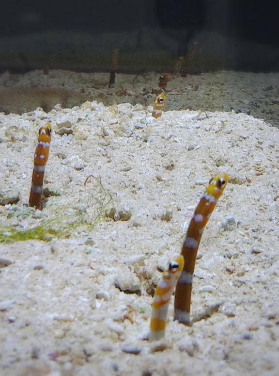 [お題]from:クリーミー王子さん