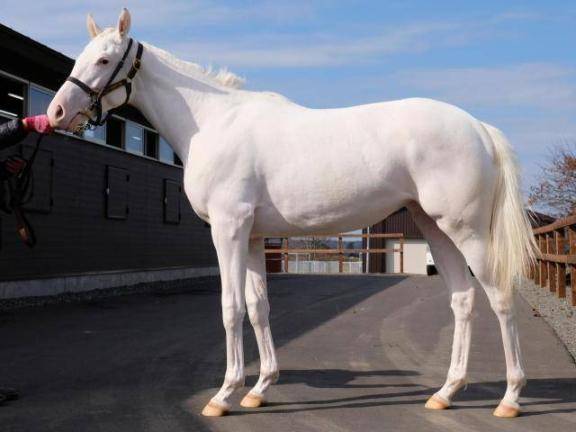 [お題]from:二人で競馬場行きたいさん