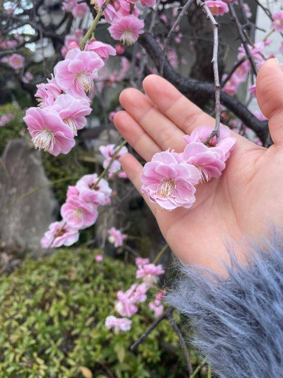 春のおすそわけ?