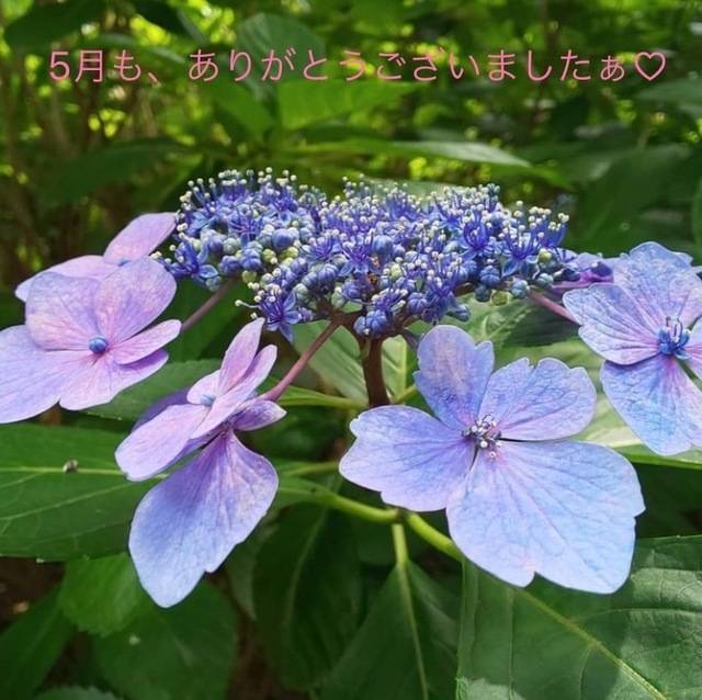 5月も、ありがとうございましたぁ*.(*´͈ ˘ `͈*).*💜