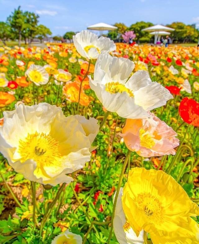 お誘い꙳⋆⸜(´˘`𖠇ຼ.) ⸝ꔛ♡ありがとうございましたぁ🫶
