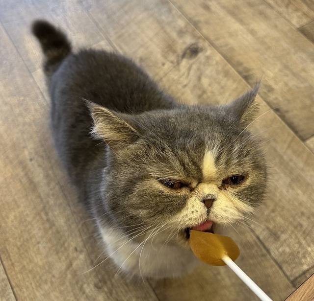 にゃんこの日🐱