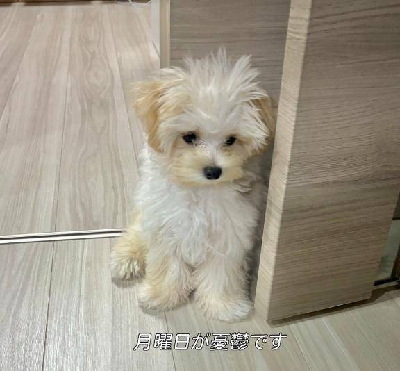 ?月曜日?
