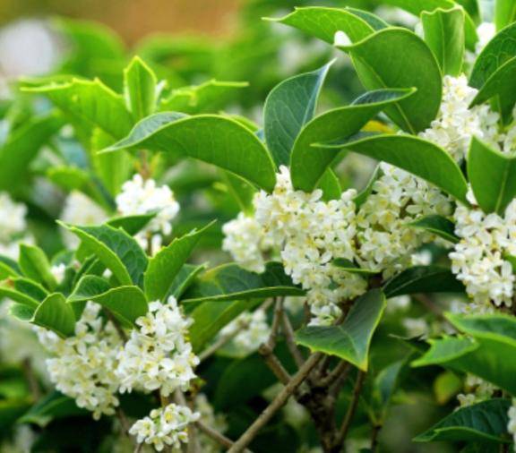 フラワートーク?