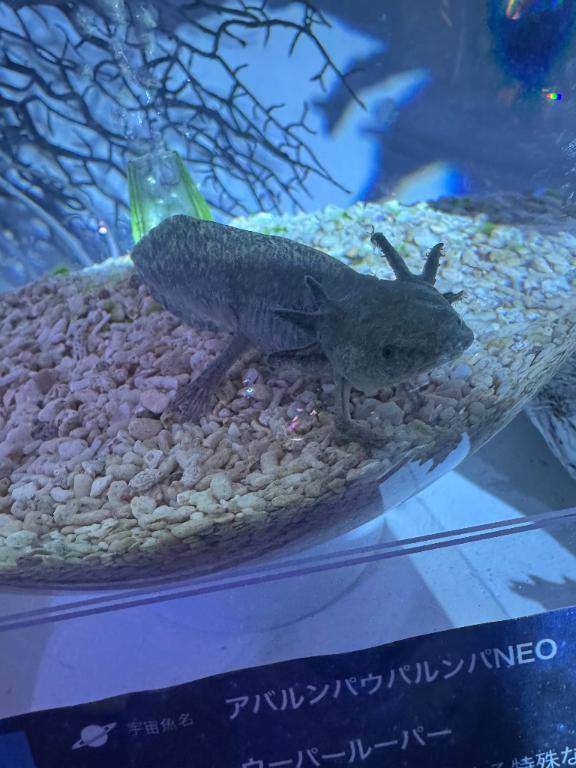 ウーパールーパー?