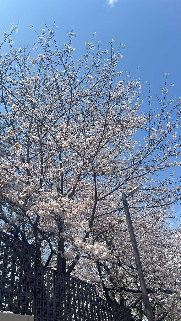 ?桜の季節、桜っていいよね?