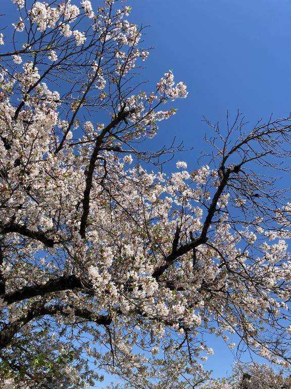 ?みんなでお花見?